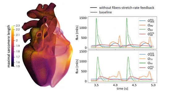 Cardiac modeling